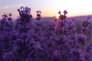 lavendel- blomma fält närbild på solnedgång, färsk lila aromatisk blommor för naturlig bakgrund. design mall för livsstil illustration. violett lavendel- fält i provence, Frankrike. foto