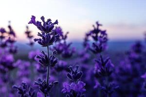 lavendel- blomma fält närbild på solnedgång, färsk lila aromatisk blommor för naturlig bakgrund. design mall för livsstil illustration. violett lavendel- fält i provence, Frankrike. foto