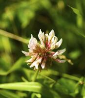 vild blomma i de bergen foto