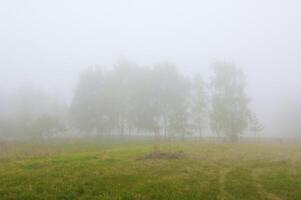 höstlig träd på de solnedgång in i parkera foto