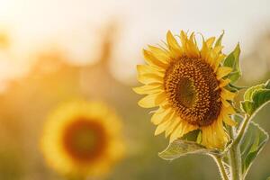 ljus solros blomma. närbild av en solros i full blomma, skapande en naturlig abstrakt bakgrund. sommar tid. fält av solrosor i de värma ljus av de miljö Sol. helianthus annuus. foto