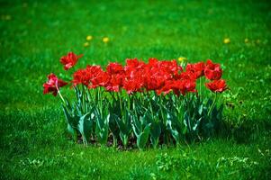 de tulpaner, blomning i en trädgård. färgrik blommor foto