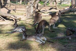 känguru i de nationell parkera, Brisbane, Australien foto