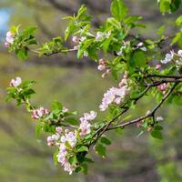 vår blomma, gren av en blomstrande äpple träd på trädgård bakgrund foto