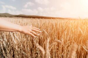 kvinna vete fält. agronom, kvinna jordbrukare kolla upp gyllene mogen korn spikar i kultiverad fält. närbild av kvinna hand på plantage i jordbruks beskära förvaltning begrepp. långsam rörelse foto