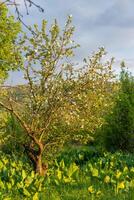 vår blomma, gren av en blomstrande äpple träd på trädgård bakgrund foto