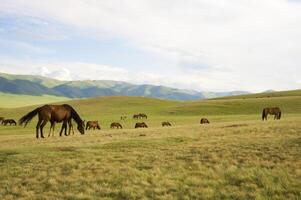 besättning av de kazakh häst, den är hög i bergen till nära almaty foto