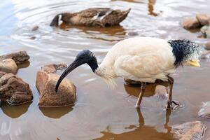 australiska vita ibis foto