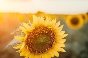 ljus solros blomma. närbild av en solros i full blomma, skapande en naturlig abstrakt bakgrund. sommar tid. fält av solrosor i de värma ljus av de miljö Sol. helianthus annuus. foto
