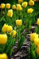 de tulpaner, blomning i en trädgård. färgrik blommor foto