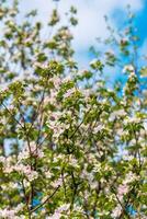 vår blomma, gren av en blomstrande äpple träd på trädgård bakgrund foto