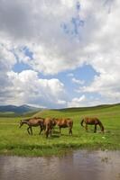 besättning av de kazakh häst, den är hög i bergen till nära almaty foto