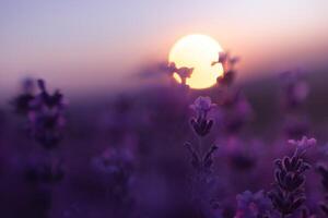 lavendel- blomma fält närbild på solnedgång, färsk lila aromatisk blommor för naturlig bakgrund. design mall för livsstil illustration. violett lavendel- fält i provence, Frankrike. foto