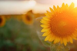 ljus solros blomma. närbild av en solros i full blomma, skapande en naturlig abstrakt bakgrund. sommar tid. fält av solrosor i de värma ljus av de miljö Sol. helianthus annuus. foto