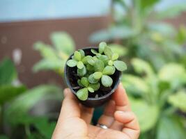 ung växter ympning i små pott i händer grön värld och spara miljö foto