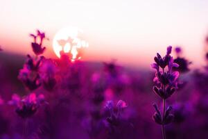 lavendel- blomma fält närbild på solnedgång, färsk lila aromatisk blommor för naturlig bakgrund. design mall för livsstil illustration. violett lavendel- fält i provence, Frankrike. foto