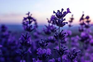 lavendel- blomma fält närbild på solnedgång, färsk lila aromatisk blommor för naturlig bakgrund. design mall för livsstil illustration. violett lavendel- fält i provence, Frankrike. foto