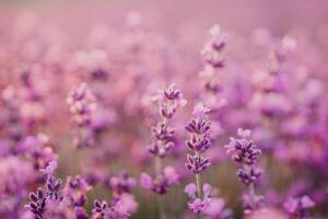 lavendel- blomma fält närbild på solnedgång, färsk lila aromatisk blommor för naturlig bakgrund. design mall för livsstil illustration. violett lavendel- fält i provence, Frankrike. foto