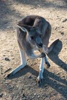 kängurur i phillip ö vilda djur och växter parkera foto
