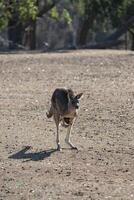 känguru i phillip ö vilda djur och växter parkera, Victoria, Australien foto