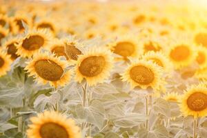 ljus solros blomma. närbild av en solros i full blomma, skapande en naturlig abstrakt bakgrund. sommar tid. fält av solrosor i de värma ljus av de miljö Sol. helianthus annuus. foto