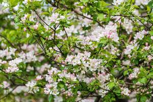 vår blomma, gren av en blomstrande äpple träd på trädgård bakgrund foto