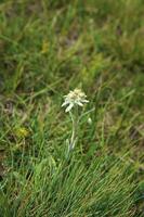 berg blomma, edelweiss foto