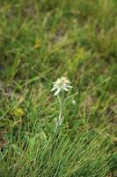 berg blomma, edelweiss foto