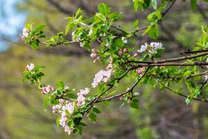 vår blomma, gren av en blomstrande äpple träd på trädgård bakgrund foto