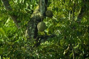 Durian frukt på en träd i de skog foto