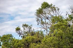 en flock av flygande rävar. Australien. quinsland foto