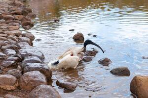 australiska vita ibis foto