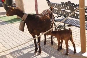 Levande nativity scen i antas, Spanien foto