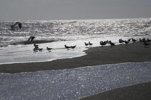 seagulls på de strand och i de himmel foto