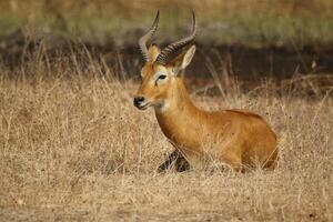 impala, rådjur, skön vilda djur och växter i pendjari nationell parc, benin foto