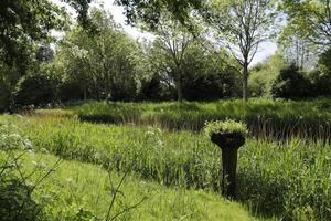 skön natur i de Nederländerna, kanaler, vår, grön landskap, foto