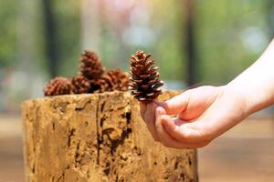 torkades frukt av pinus merkusii på hand och bakgrund av torr stubbe och löv. de frukt är kallad en kon. den är en lång kon med skalor omgivande Det. när mogna den är grön och brun. foto