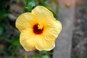 gul hibiskus blomma, där är 5 enda lager kronblad med ståndare fastnar ut i de mitten. de dricks är de topp av de pistill. hibiskus blommor komma i en mängd av färger. foto