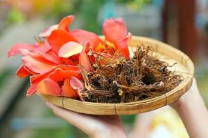 hand innehav en korg av färsk och torkades röd bomull träd blommor den där thai människor tycka om till Lägg till till många nordlig maträtter sådan som kaeng kae, kaeng bon och khanom jeen nam ngiao. foto