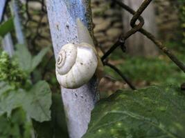 skott av en vit druva snigel helix pomatia krypande på de träd trunk foto