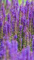 lila lavendel- blomma fält under de Sol inuti trädgård foto