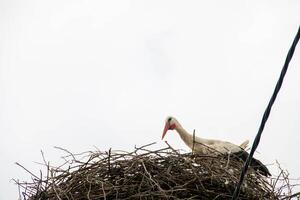 stork Sammanträde på en bo med moln på de himmel i de bakgrund. foto