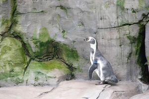 en pingvin gående på stenar foto