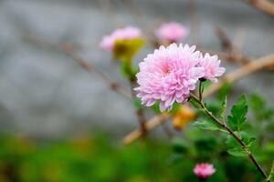 aster blomma har annan namn termit tusensköna, foto