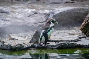en pingvin gående på stenar foto
