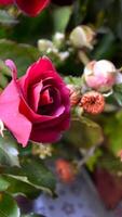 en rosa reste sig i full blomma. skönhet rosa blomma i de trädgård foto