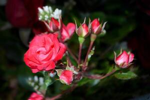 en rosa reste sig i full blomma. skönhet rosa blomma i de trädgård foto