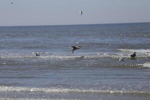 seagulls och Övrig fåglar se för mat på de hav, natur boka foto