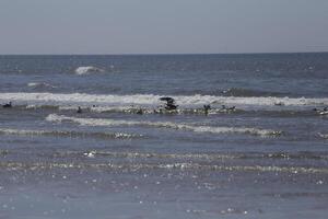 seagulls och Övrig fåglar se för mat på de hav, natur boka foto