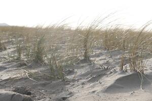 sanddyner, strand i de vinter, nederländerna foto